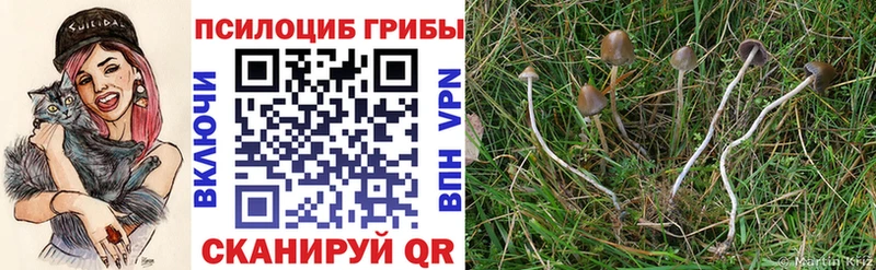 МЕГА как зайти  Игарка  Псилоцибиновые грибы мицелий  где найти  